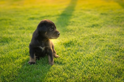 A dog is not a burglar alarm